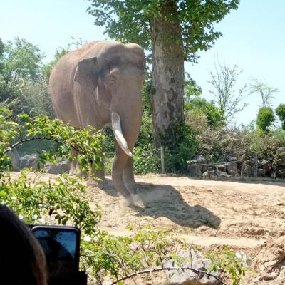 Elephant mag