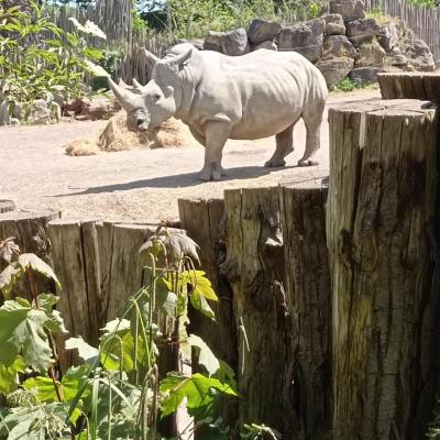 Rhino mag